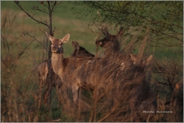 <p>JELEN LESNÍ (Cervus elaphus)</p>